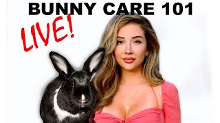 Bunny Care 101 Answering ALL your questions