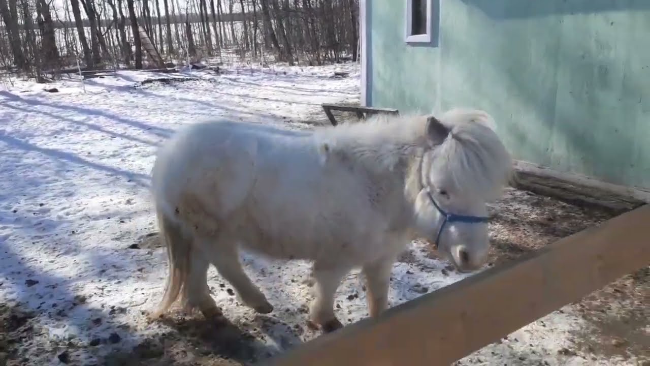 Miniature Horses - Using Pasture As Forage For Your Mini Horse - YouTube