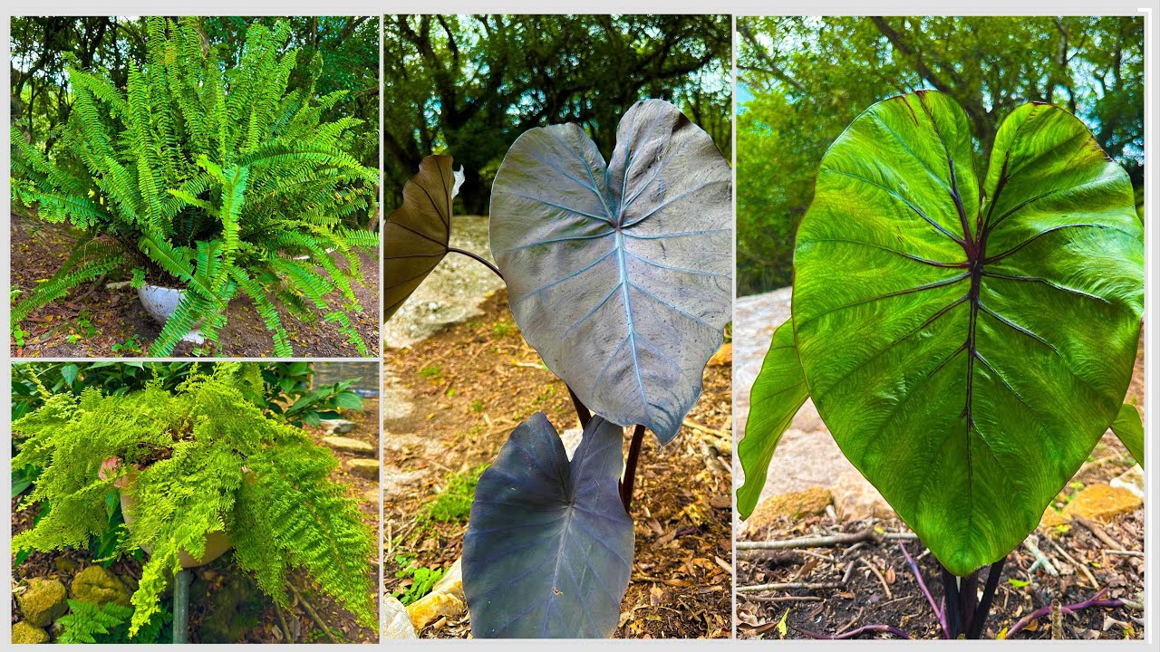 TRANSFORMANDO O JARDIM COM SAMAMBAIAS E COLOCASIAS