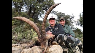 Chasses méditerranéennes (3/3): Bouquetin de Beceite en Espagne (Spanish Ibex / Capra hispanica)