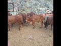 عجول بلدى مركز الارياف للحوم عجول بلدى مركز الارياف للحوم