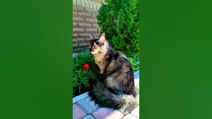 Watch the video about Polydactyl Maine Coon girl Frida Yanika Star 😍🥰 Age 8 months.