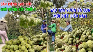 SẦU RIÊNG”lao dốc thê thảm ”vào tận nhà”Chủ Vườn kêu trời.