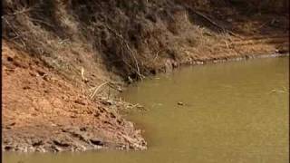 Lower Water Levels At Wahiawa s Lake Wilson