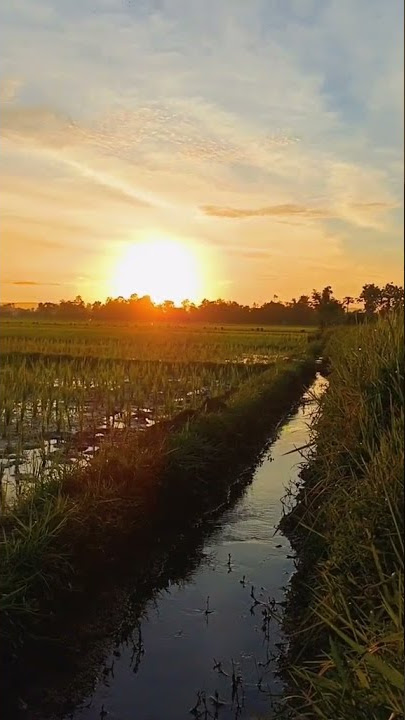 story' WA || nyoree di sawah