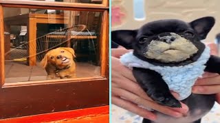 Funny/Cute Animal Videos Try Not To Laugh 15 🤣🐶😹 by New Level Creation 10 views 1 year ago 2 minutes, 20 seconds