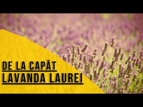 De la Capăt: Lavanda Laurei (Laura Ignătoaie), succes din cosmetice cu lavandă în România