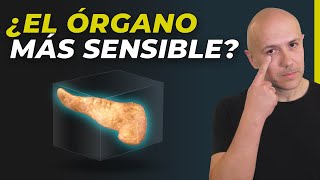 ¿ESTE ES EL ÓRGANO MÁS SENSIBLE DEL CUERPO? DESCUBRE CÓMO PUEDES CUIDAR EL PÁNCREAS