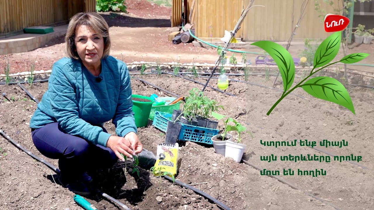 Հողի լեզուն N8 - Բանջարեղենի սածիլների տնկում և խնամք | Hoghi lezun #nurtv #nur #garden #hox
