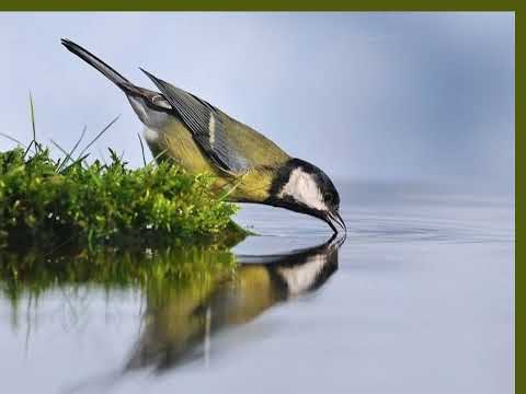 فيروز غر ب الحسون