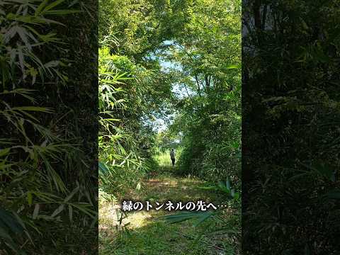 夏休み最終日にジブリ感【邑南町の夏】 #邑南町 #景色綺麗 #自然 #ジブリ