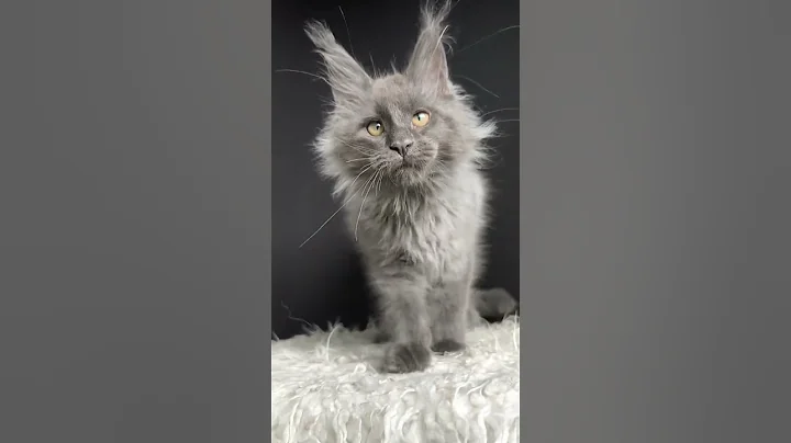 Video 11571701: maine coon male kitten, silver maine coon kitten, maine coon kitten meets, black maine coon kitten, kittens usa