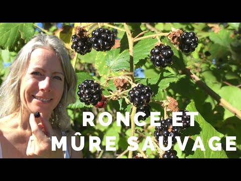 Vidéo: Identification des mûres sauvages : en savoir plus sur la culture des mûres sauvages