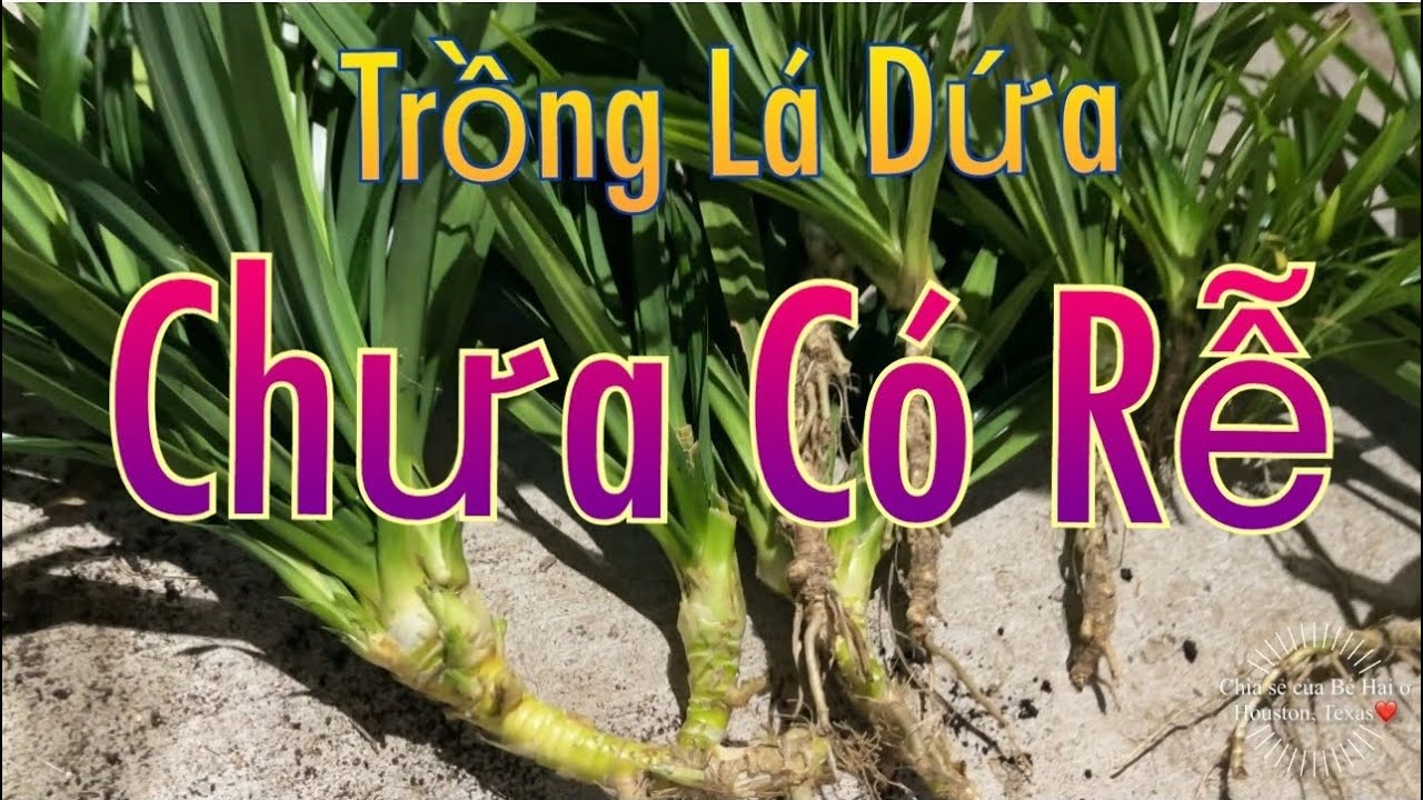 Hai Cách Trồng Cây Lá Dứa CHƯA CÓ RỄ. Người Việt ở Houston, Texas. Vườn Việt Tại Mỹ.