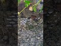 Little foodies enjoy munching🐢🐢