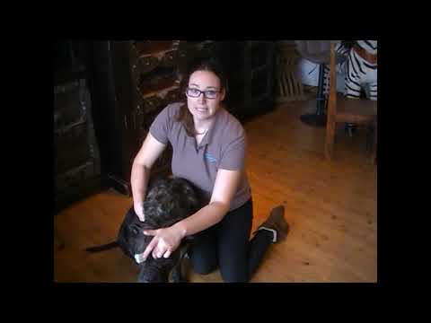 Video: Akupressur & Hundemassage