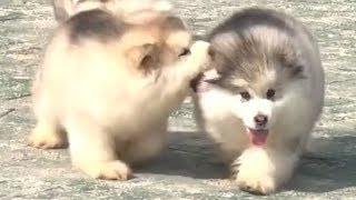 : Cute Alaskan Malamute Puppies Running