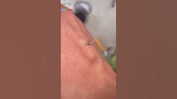 GiggleZooShow/A Battle for Blood