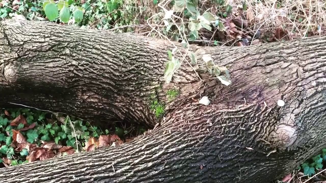 OBELIX FICKT IDEFIX II  (Medley) Punk aus Wilhelmshaven, Friesland