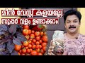 Fish Amino Acid Malayalam | മീൻവേസ്റ്റ് കൊണ്ടുള്ള ഈ ഒരു വളം മതി വീട്ടിൽ നിറയെ പച്ചക്കറിവിളയിക്കാം