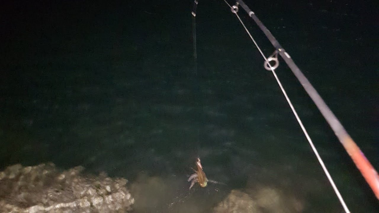 Mini seppia e mini polpo da rilascio a spinning