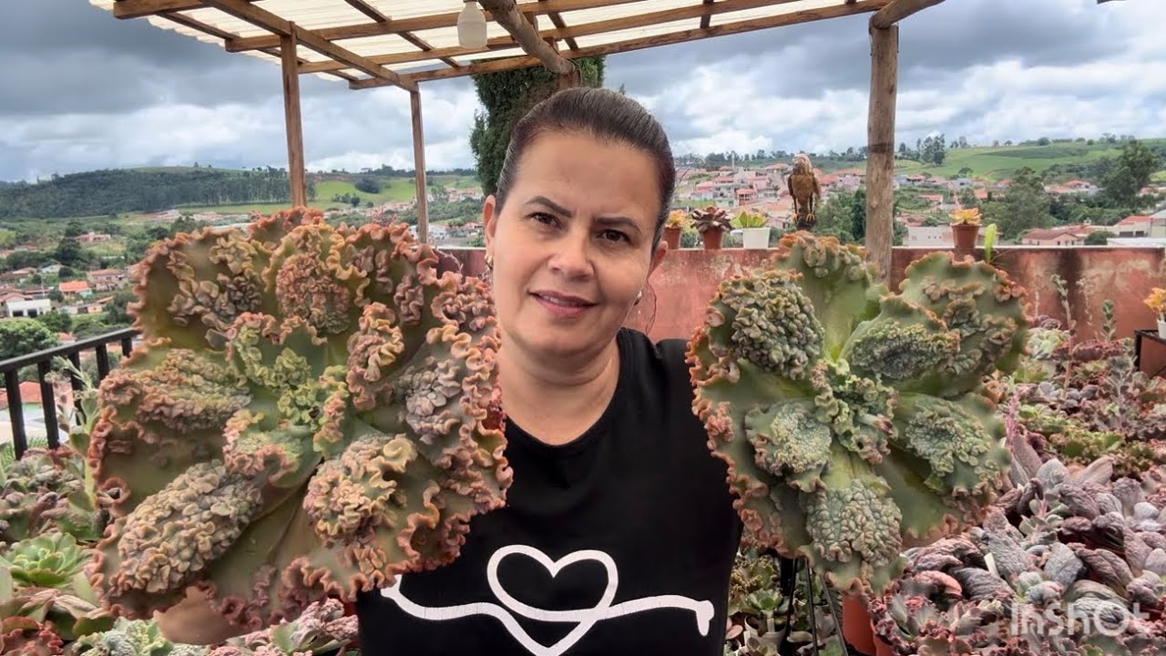 Identificação de Matrizes,como elas estão nesse período de Verão!!#gibifloras #suculentas 