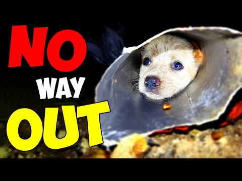 Video: 10 spôsobov, ako cestovať s Pup, ktoré uľahčujú ich vziať všade