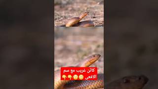 كائنات غريبة ومعلومات غامضة واشياء لا يصدقها العقل ببساطة كائنات معلومات youtube ببساطة