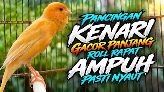 Masteran KENARI GACOR PANJANG Rol Rapat utk PANCINGAN Kenari Paud Ngeriwik Cepat Gacor
