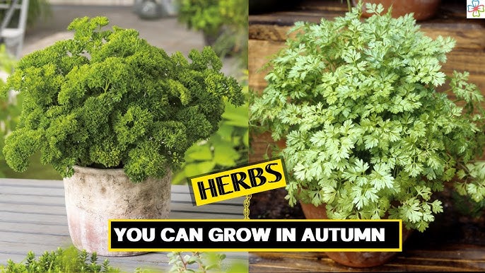 Best herbs to grow in the fall (recommend planting, cooler temperatures, welldraining soil, planted fall) Best herbs to grow in the fall