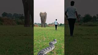 Hathi Aur Saamp Donon Ek Sath