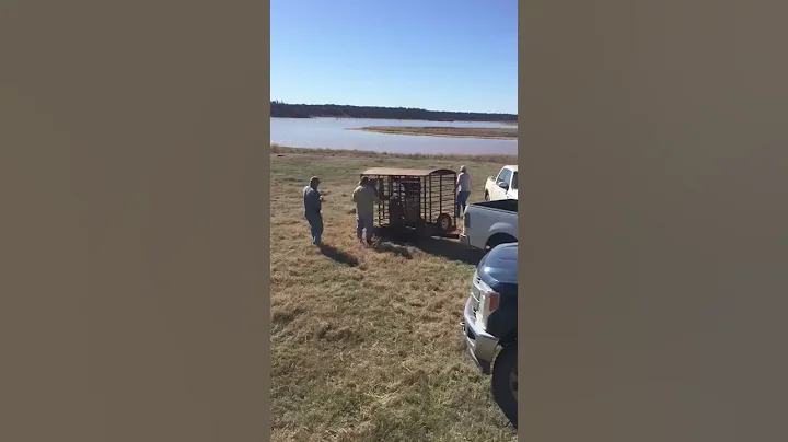 Target shooting with hogs and tannerite!!