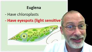 10 7 Protists 2