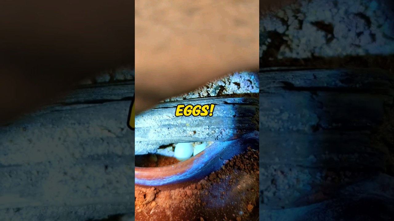 I can't WAIT for these to hatch ! 