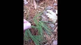 Eastern White Pine identification