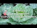 Капуста Выращивание Подкормки Борьба с вредителями/часть 2/