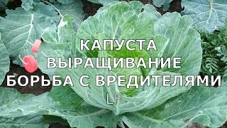 Капуста Выращивание Подкормки Борьба с вредителями/часть 2/