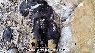 Man Catches Golden Eagle Chick On A 100 - Meter - High Cliff Young Creators Growth Program
