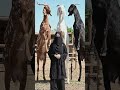 aap ko kaun sa Bakra pasand hai ? #bakra #goats #eid