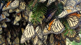 Monarch butterfly decline, migration | How to help in Georgia