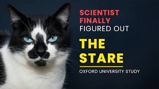 Your Cat Has Been Watching You. Scientists Just Explained Why.