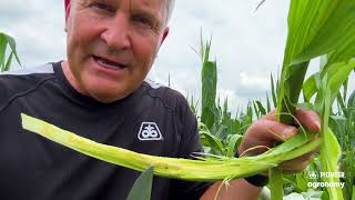 Corn Crazy Top | How to Identify It and What Causes It | Pioneer Agronomy
