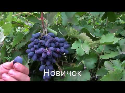Новичок