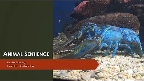 [Heather Browning] Animal sentience