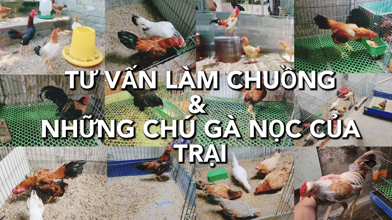 Gà Tre Bắc Tít,Cộc : tư vấn làm chuồng & những chú gà đẹp