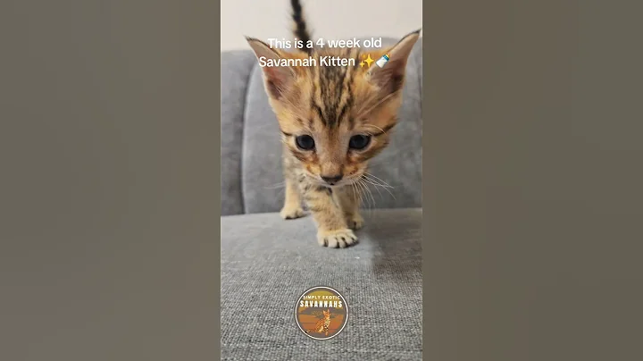 Watch the video about These babies grow so much every day 🍼 #cat #fyp #savannahcats #trending #exoticcats #catshorts