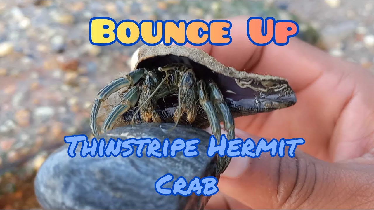 Thinstripe Hermit Crab (Clibanarius vittatus) #trinidadandtobago # ...