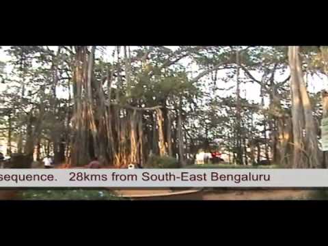 Big Banyan Tree, Bengaluru  @rajpatil401