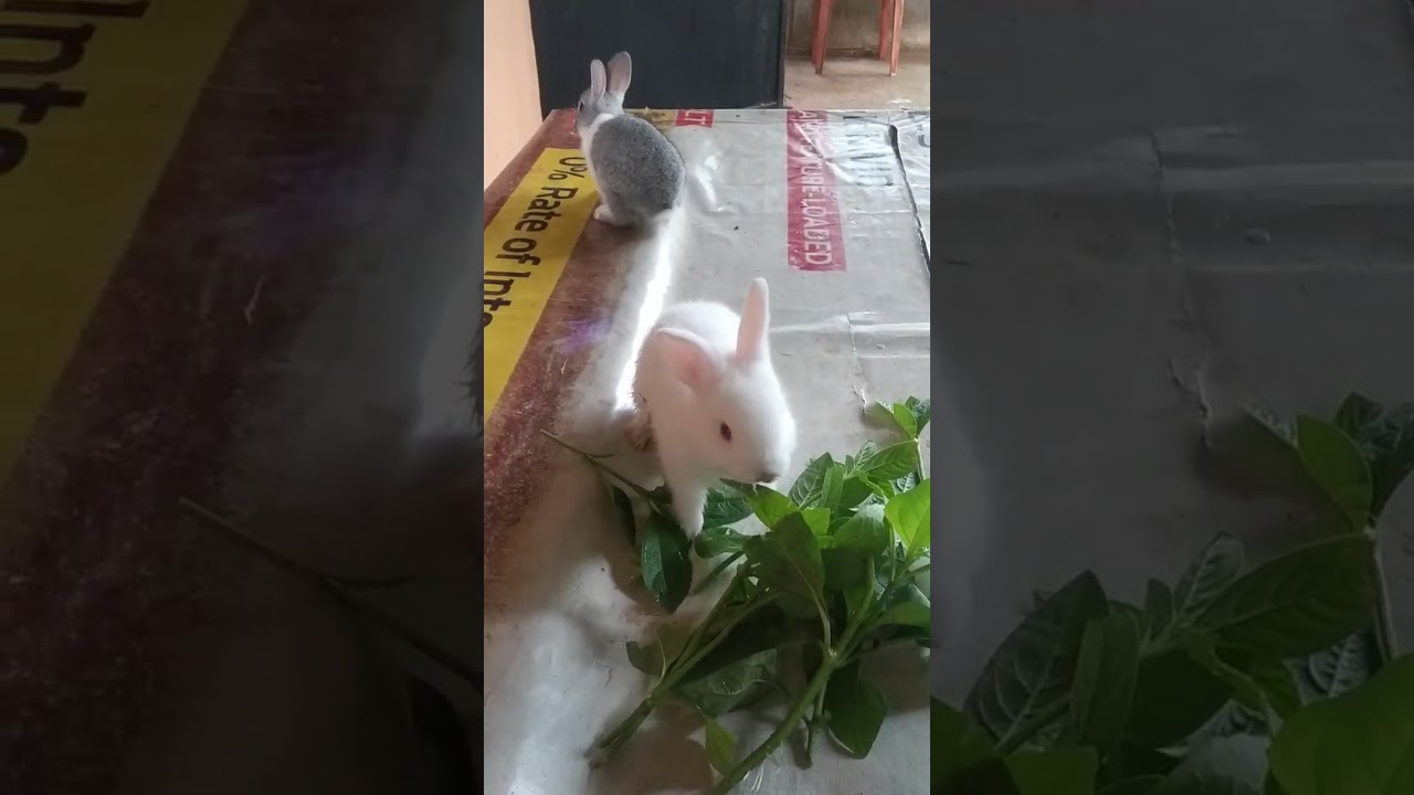 my cute rabbit YouTube
