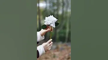 موسيقى نسم علينا الهوى فيروز Love 